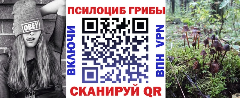 mega tor  Выкса  Псилоцибиновые грибы мицелий 